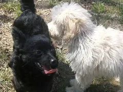 Is A Cockerpoo Right For You? 53 Useful Facts 11 cockerpoo rescue