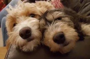 Is A Cockerpoo Right For You? 53 Useful Facts 6 Cockerpoo puppies for sale