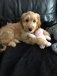 F1 Cockapoo: Understand Breeding Generations 1 F1 Cockapoo