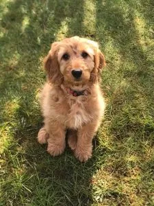 F1 Cockapoo: Understand Breeding Generations 3 F2 Cockapoo