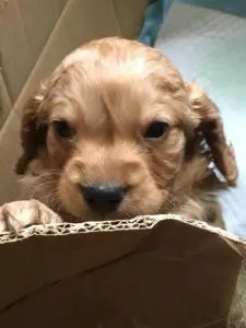F1 Cockapoo: Understand Breeding Generations 5 F1 Cockapoo at 2 weeks