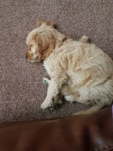 F1 Cockapoo: Understand Breeding Generations 4 F1 Cockapoo available