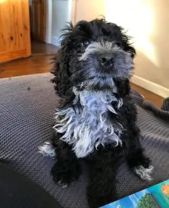 F1 Cockapoo: Understand Breeding Generations 2 F1B Cockapoo