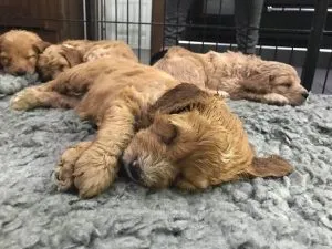Is A Cockerpoo Right For You? 53 Useful Facts 1 cockapoo