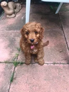 Is A Cockerpoo Right For You? 53 Useful Facts 2 Brown Cockerpoo Puppy £500