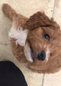 Is A Cockerpoo Right For You? 53 Useful Facts 3 cheap cockerpoo puppy for sale