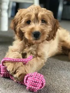 Is A Cockerpoo Right For You? 53 Useful Facts 4 F1 cockerpoo puppy