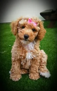 Is A Cockerpoo Right For You? 53 Useful Facts 7 Cockerpoo size
