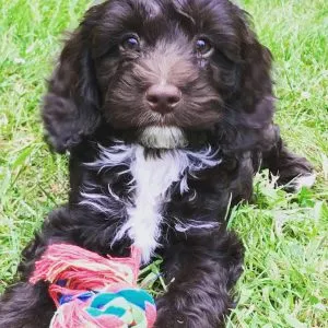 Is A Cockerpoo Right For You? 53 Useful Facts 5 cockerpoo temperament