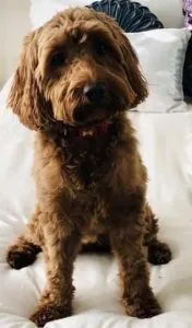 Who Wouldn't Love A Apricot Cockapoo 2 apricot auburn cockapoo