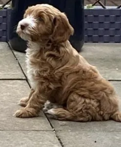 Who Wouldn't Love A Apricot Cockapoo 4 apricot cockapoo