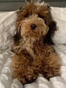 Who Wouldn't Love A Apricot Cockapoo 7 apricot cockapoo